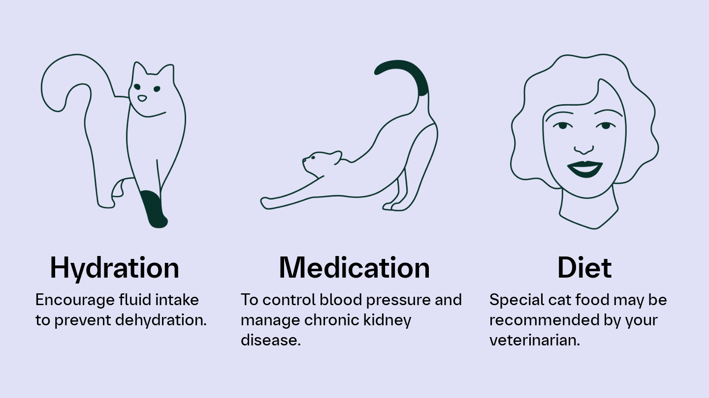 Chronic kidney disease in cats | Boehringer Ingelheim